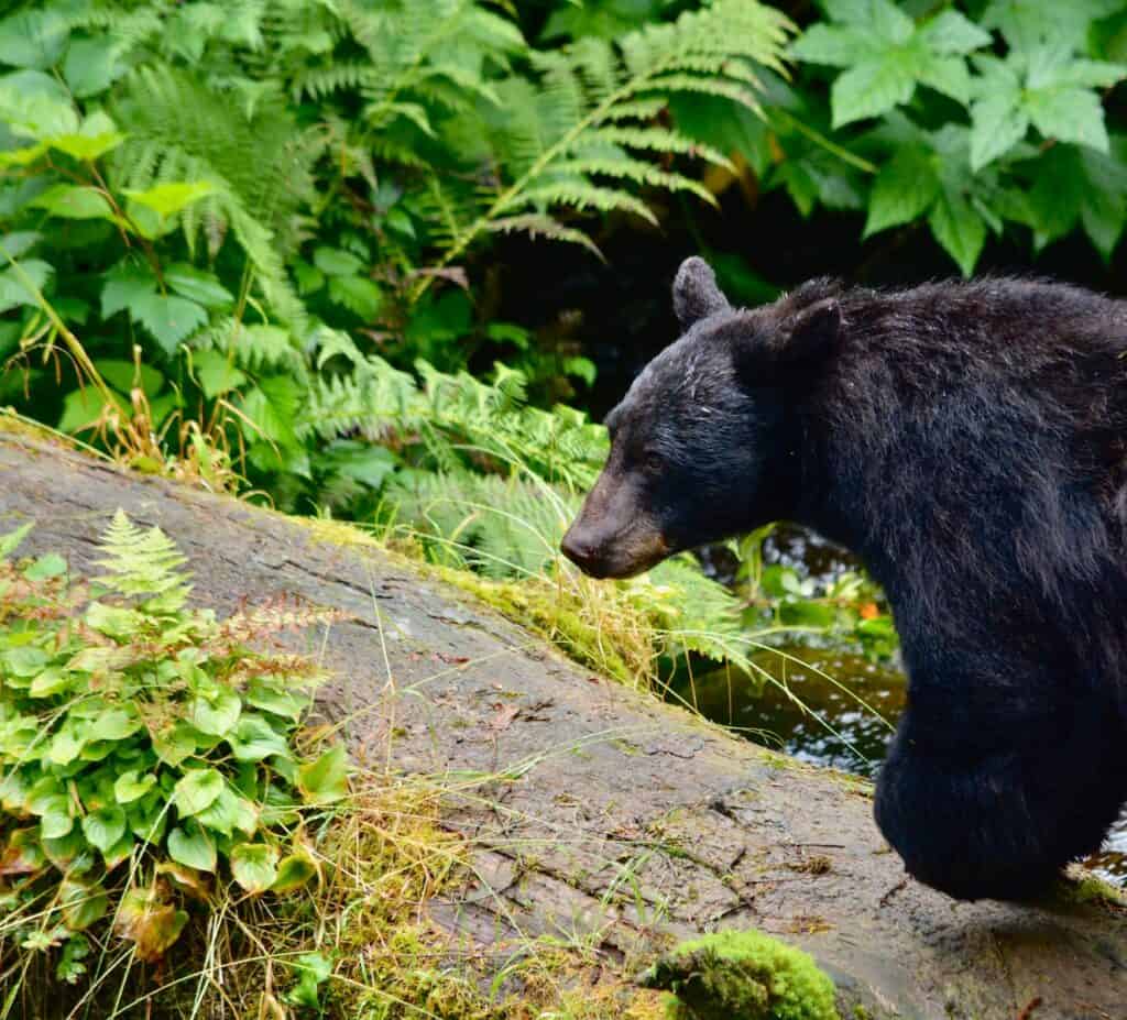 black bear on green grass during daytime