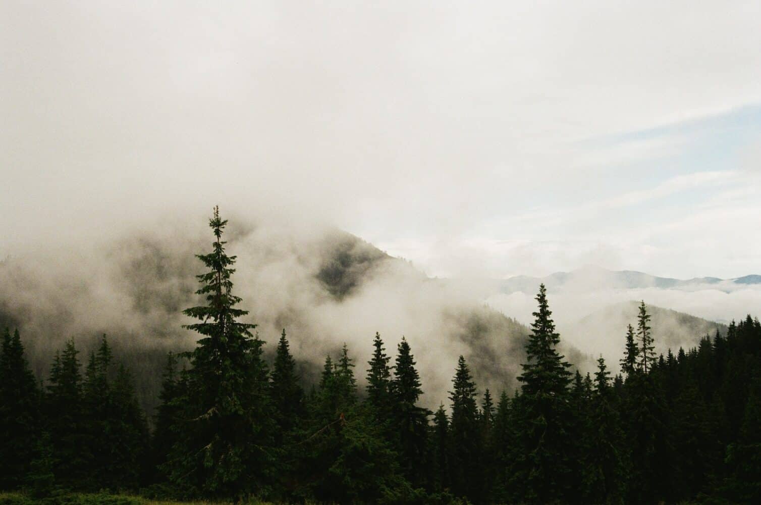 trees near mountain